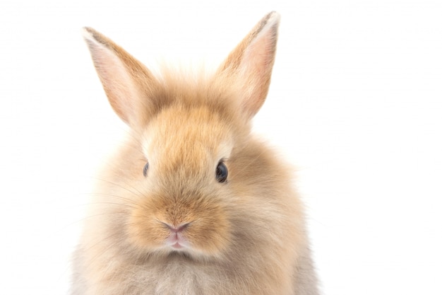 Brun adorable bébé lapin sur fond blanc.