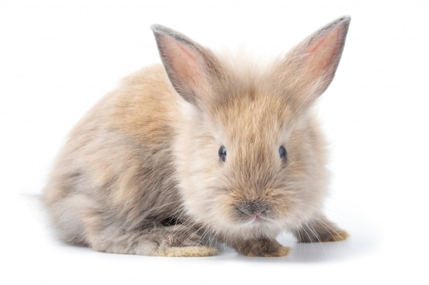 Brun adorable bébé lapin sur fond blanc.