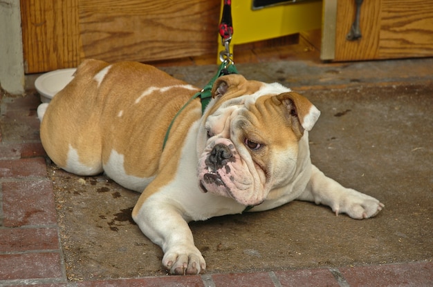 brun bulldog anglais tourner à droite