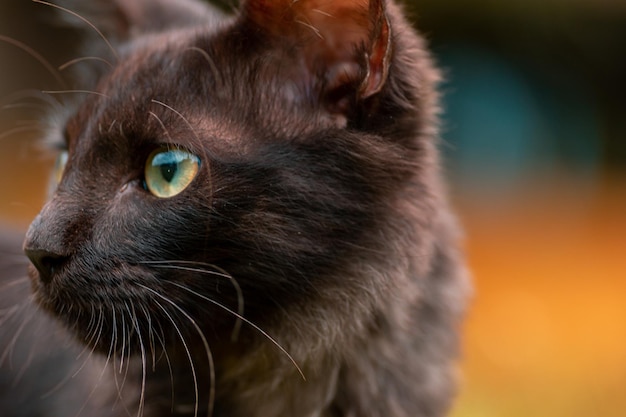 Brun foncé à la face féroce tourner le côté et regarder en gros plan le portrait d'un jeune chat domestique