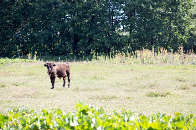 brun foncé jeune veau en laisse, se dresse sur un pré vert clair et regarde dans le cadre