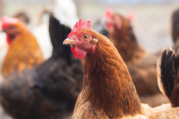 Brun de poulet fait maison La photo en gros Portrait