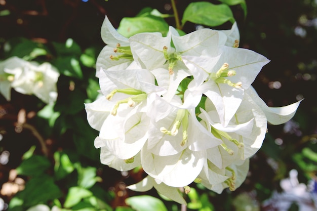 Brunch d&#39;arbre en fleurs avec des fleurs blanches