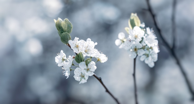 Brunch d'arbre printanier en fleurs. Image douce du brunch d'arbres en fleurs avec des fleurs blanches