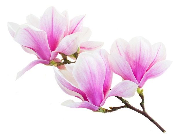 Brunch avec des boutons de fleurs de magnolia rose en fleurs isolated on white