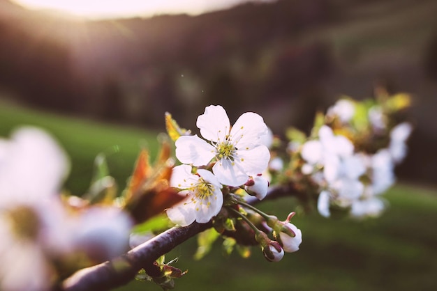 Brunch de cerisier en fleurs au coucher du soleil dans les montagnes au printemps