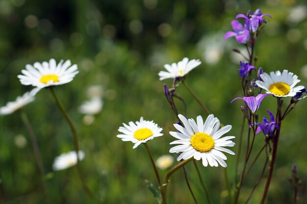 Brunch de fleurs de camomille dans le jardin