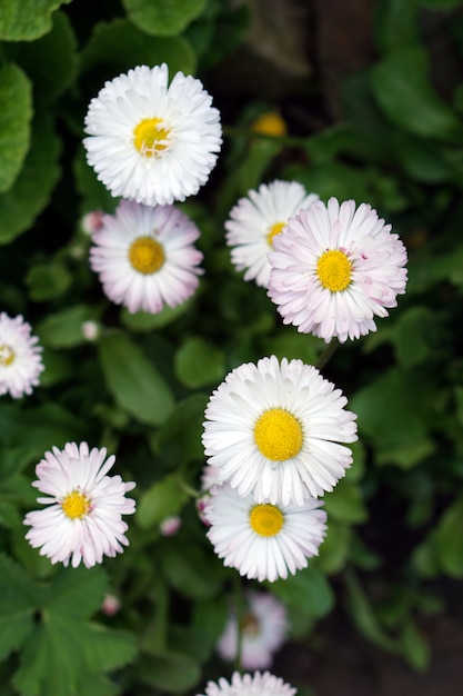 Brunch de fleurs en fleurs de marguerite créative vue de dessus dans le jardin