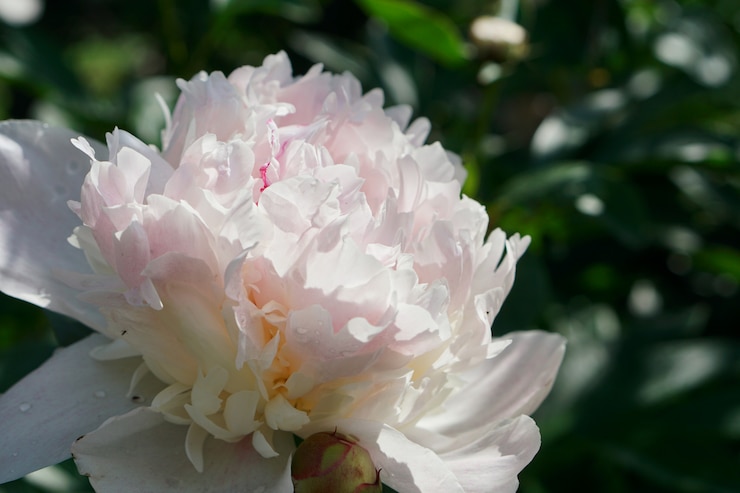 Photo brunch de fleurs de pion rose dans le jardin