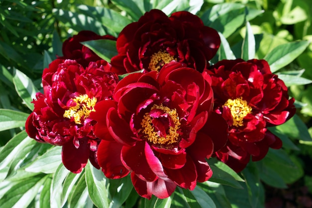 Brunch de fleurs de pion rouge dans le jardin