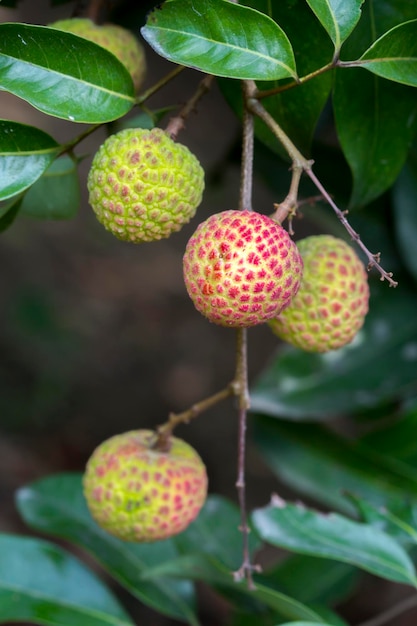 Brunch de fruits frais de litchiChine3 suspendu à un arbre vert