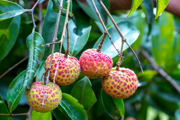 Brunch de fruits frais de litchiChine3 suspendu à un arbre vert