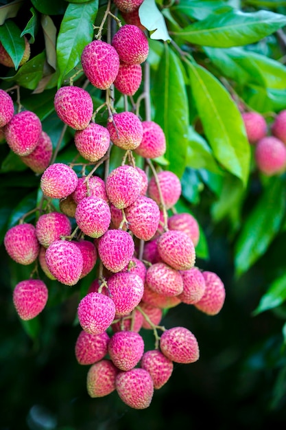 Brunch de fruits de litchi frais suspendu à un arbre vert