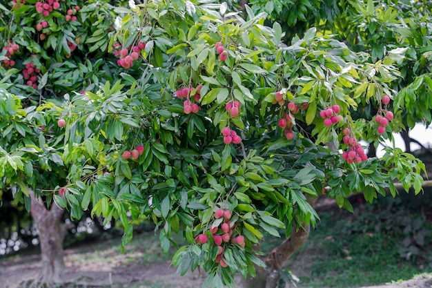 Brunch de fruits de litchi frais suspendu à un arbre vert