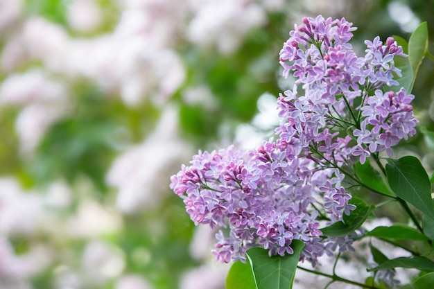 Photo brunch de lilas en fleurs