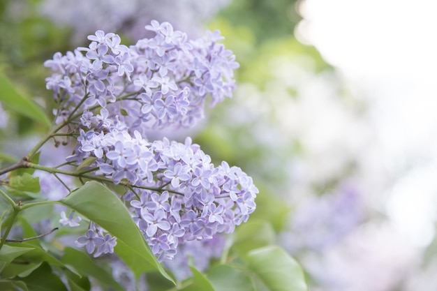 Photo brunch de lilas en fleurs