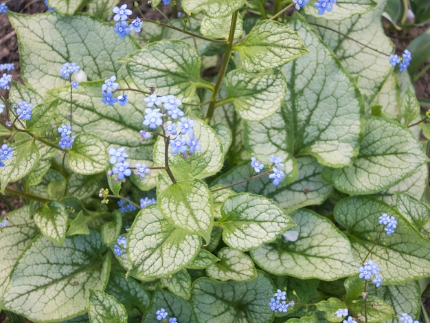 Brunnera à motifs de feuilles