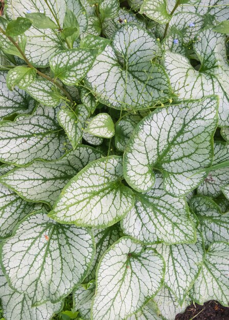 Brunnera à motifs de feuilles