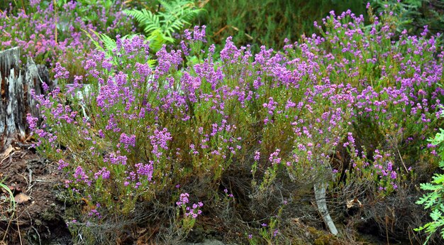 Bruyère Bell Erica cinerea en fleur