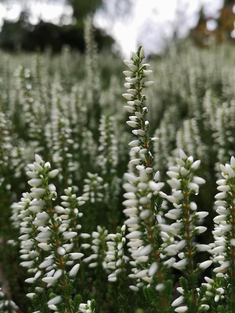 Photo la bruyère blanche