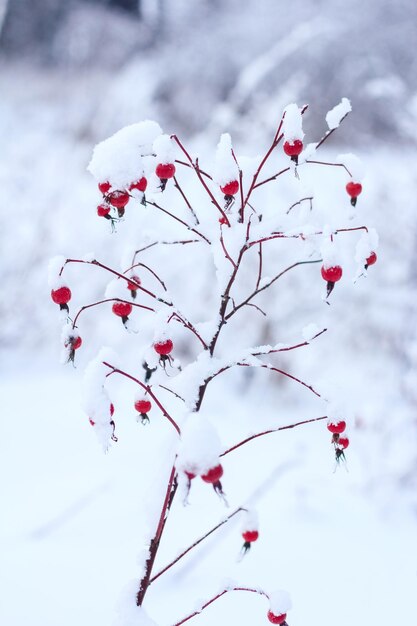 Bruyère enneigée le jour d'hiver