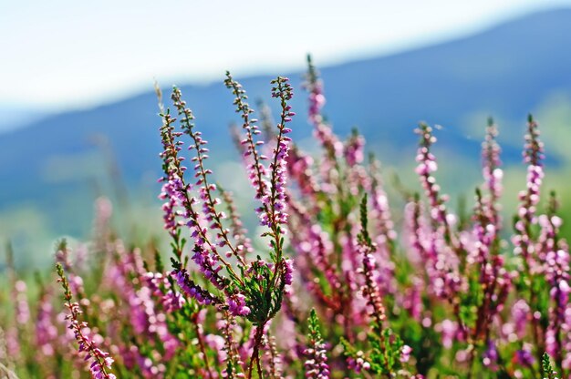 Bruyère en fleurs