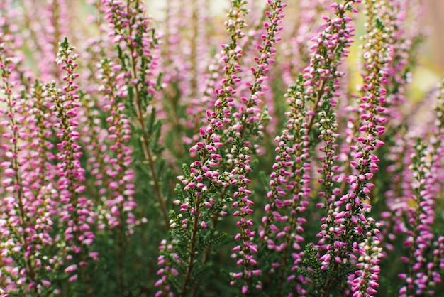 La bruyère rose lilas fleurit en automne dans le jardin agrandi Fond naturel