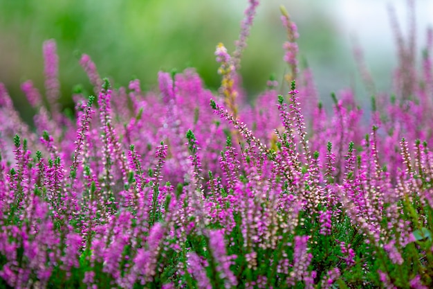 Bruyère sauvage blanc et rose