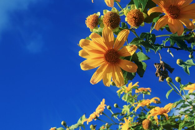 Bua tong fleur au ciel bleu