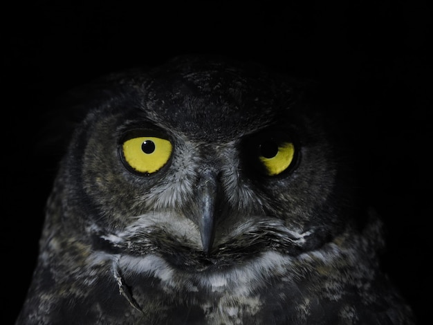 Bubo virginianus chouette portrait isolé sur noir