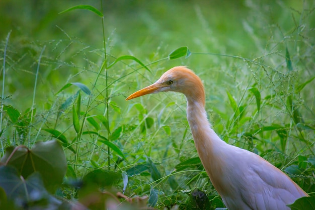 Bubulcus ibis ou Heron ou communément connu sous le nom de Héron garde-boeuf dans son environnement naturel