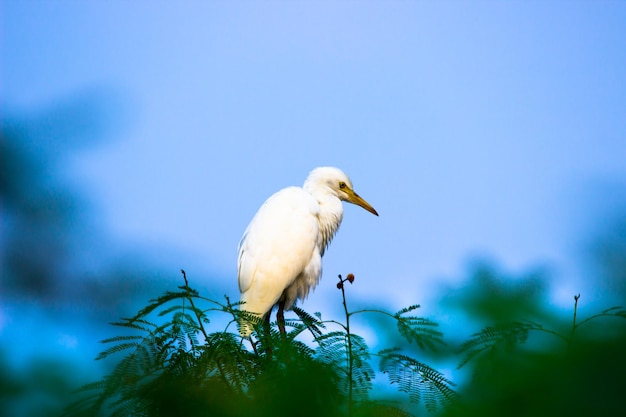 Bubulcus ibis ou Heron ou communément connu sous le nom de Héron garde-boeuf dans son environnement naturel