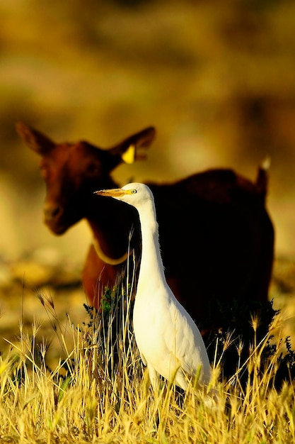 Bubulcus ibis - Le Héron garde-boeufs est une espèce de la famille des Ardeidae.