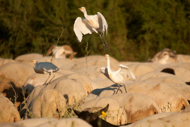 Bubulcus ibis - Le Héron garde-boeufs est une espèce de la famille des Ardeidae.