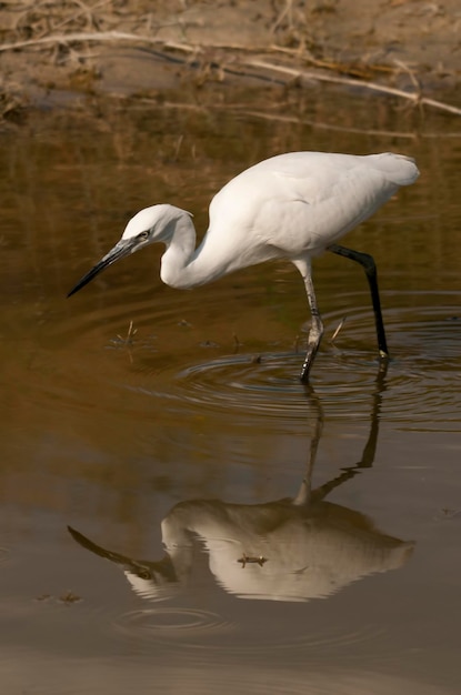 Bubulcus ibis - Le Héron garde-boeufs est une espèce de la famille des Ardeidae.