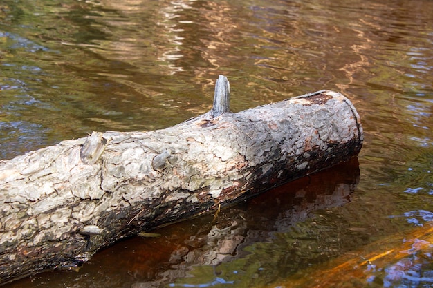 Une bûche dans l'eau Un tronc d'arbre qui est tombé dans l'eauL'arbre repose dans l'eau