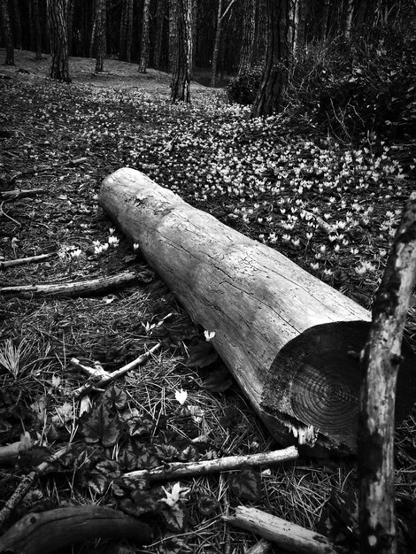 Photo une bûche sur l'herbe dans la forêt