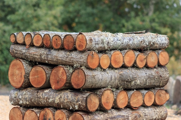 Des bûches de bois empilées dans la forêt