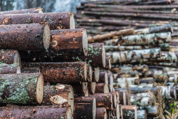 Bûches de bois empilées dans un gros tas