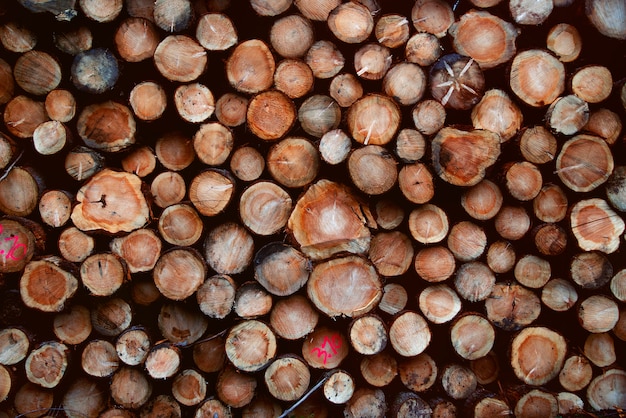 Photo bûches de bois humides en automne