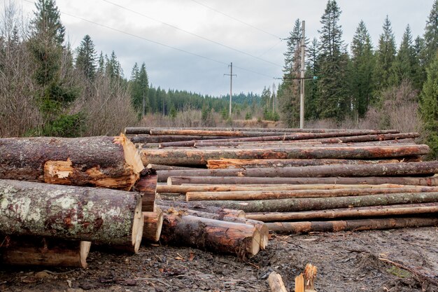 Bûches de bois de pin dans la forêt, empilées en tas. Bûches d'arbres fraîchement coupées empilées les unes sur les autres en tas.