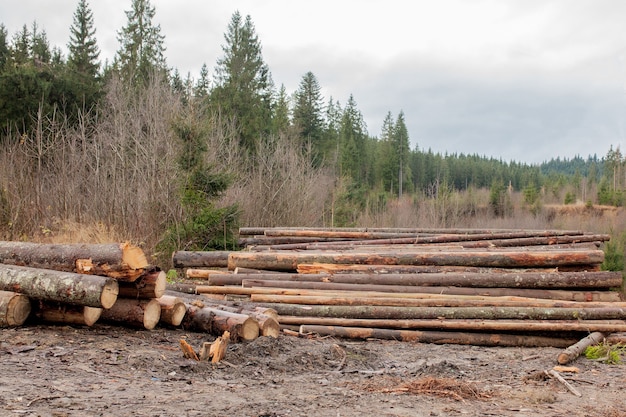 Bûches de bois de pinèdes dans la forêt, empilées en tas. Les bûches d'arbres fraîchement hachées empilées les unes sur les autres dans une pile