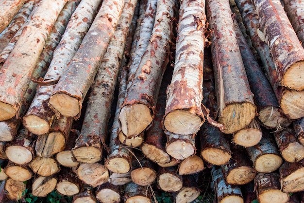 Bûches de bois présentant une décoloration naturelle