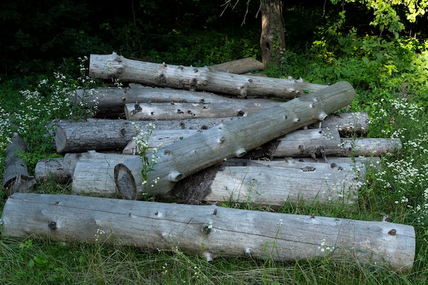 Les bûches de bois se trouvent dans un tas. scierie