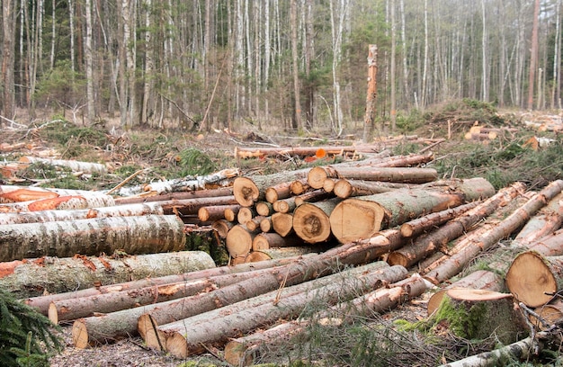 Bûches déchiquetées à vendre, énergie de la biomasse verte