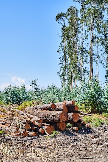 Bûches empilées coupées dans la forêt. Notion de déforestation.