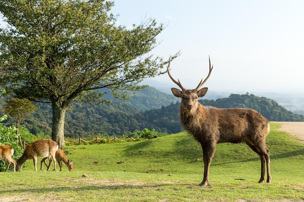 Buck de cerf