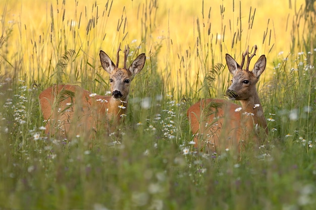 Buck cerfs dans une clairière