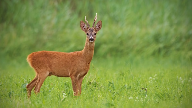 Buck chevreuil avec fond flou vert clair en été