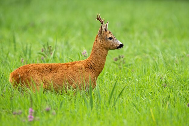 Buck chevreuil intéressé à côté sur un pré vert en été